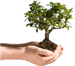 Plant a tree with us